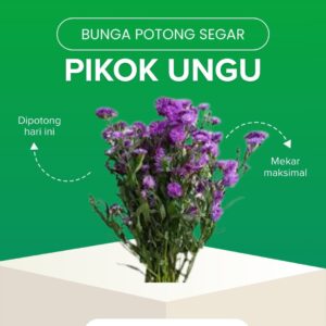 Pikok Ungu