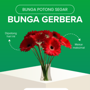 Bunga Gerbera