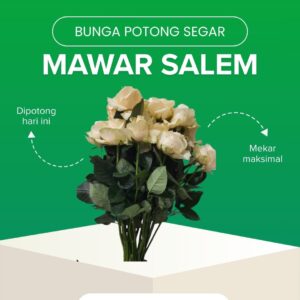 Mawar Salem (Tangkai Pendek)