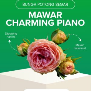 Mawar Charming Piano