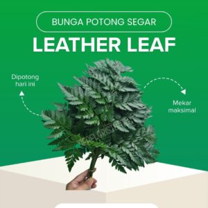 Daun Leather Leaf