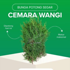 Cemara Wangi