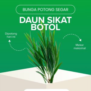 Daun Sikat Botol
