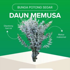 Daun Memusa