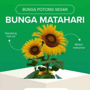 Bunga Matahari
