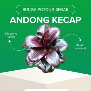 Andong Kecap