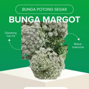 Bunga Margot