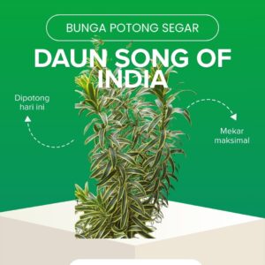 Daun Song of India