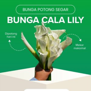 Bunga Cala Lily