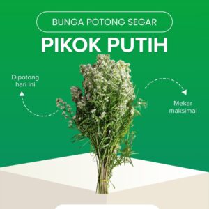 Pikok Putih