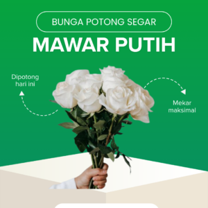 Mawar Putih Potong (Tangkai Pendek)