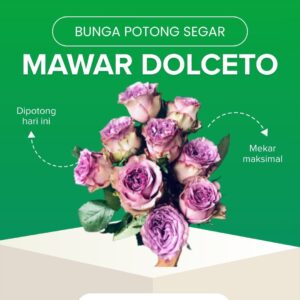 Mawar Dolcetto Potong