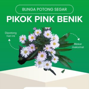 Pikok Pink Benik