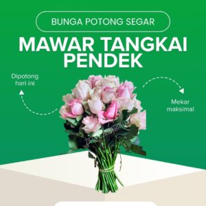 Mawar Tangkai Pendek
