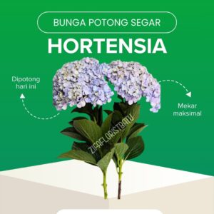 Hortensia
